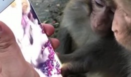 猴子视频爆料大全免费观看,猴子视频爆料大全免费畅享