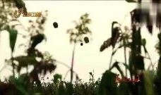 高粱红电视剧在线观看,烽火岁月里的家国情怀