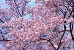 樱花校园大更新视频爆料,揭秘全新视觉盛宴与互动体验