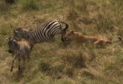 斑马日影在线观看,穿越时光的奇幻之旅