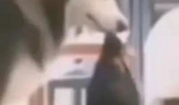 巴西哥爆料阿狸视频,阿狸视频背后的惊人真相