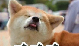 娱乐吃瓜酱送小狗视频大全,萌宠小狗视频大全，萌化你的心！