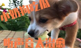 娱乐吃瓜酱送小狗视频大全,萌宠小狗视频大全，萌化你的心！