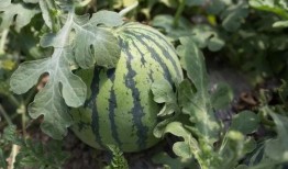 爆料西瓜嫁接视频,揭秘嫁接技术新突破