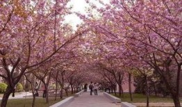 樱花校园大更新视频爆料,揭秘全新视觉盛宴与互动体验