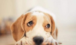 娱乐吃瓜酱送小狗视频大全,萌宠小狗视频大全，萌化你的心！