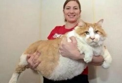 胖猫事件爆料人直播视频,爆料人亲述惊人内幕