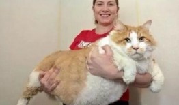 胖猫事件爆料人直播视频,爆料人亲述惊人内幕