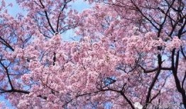 樱花校园大更新视频爆料,揭秘全新视觉盛宴与互动体验